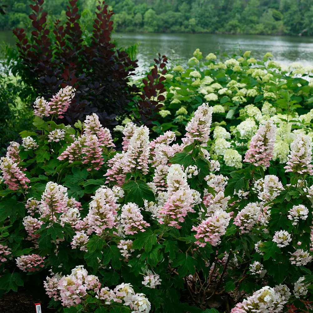 Gatsby Pink Oakleaf Hydrangea Shrub - Pink Flowering Deciduous Ornamental Plant 3