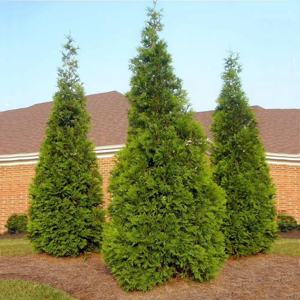 Thuja Green Giant Arborvitae - Fast-Growing Evergreen Privacy Tree 2