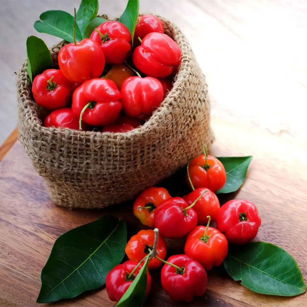 Barbados Acerola Cherry Shrub (Malpighia Emarginata) Live Fruit Plant 2
