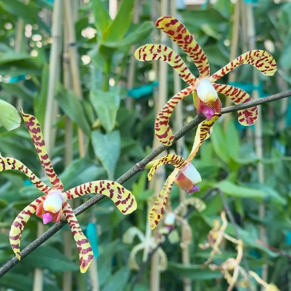 Spider Orchid Bush - Realistic Artificial Botanical Plant for Home Decor 1