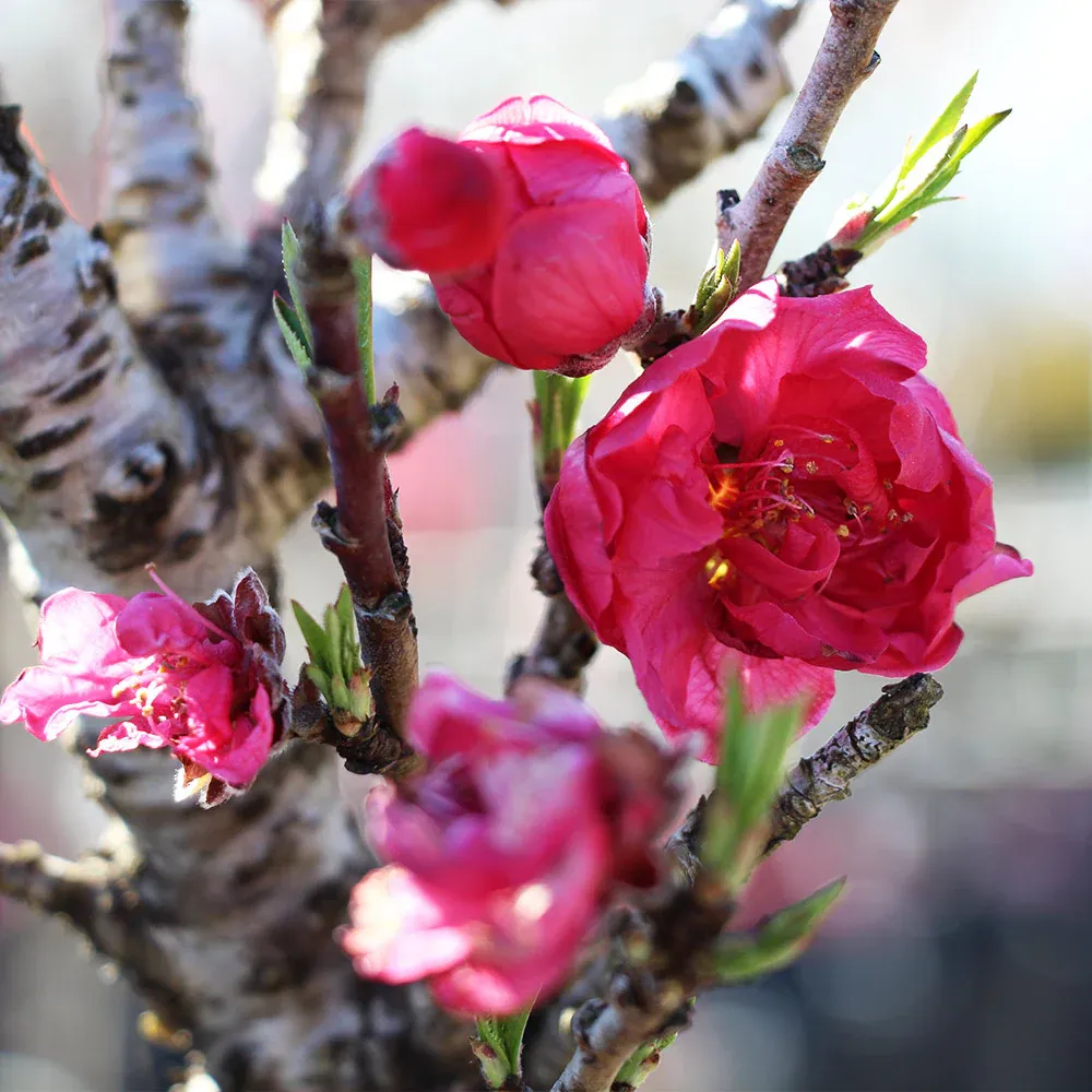 Bonanza Patio Peach Tree - Compact Dwarf Fruit Tree for Containers 1