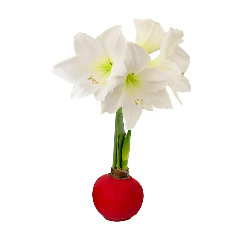 Red Wax-Dipped Amaryllis Bulb with White Blooms 1