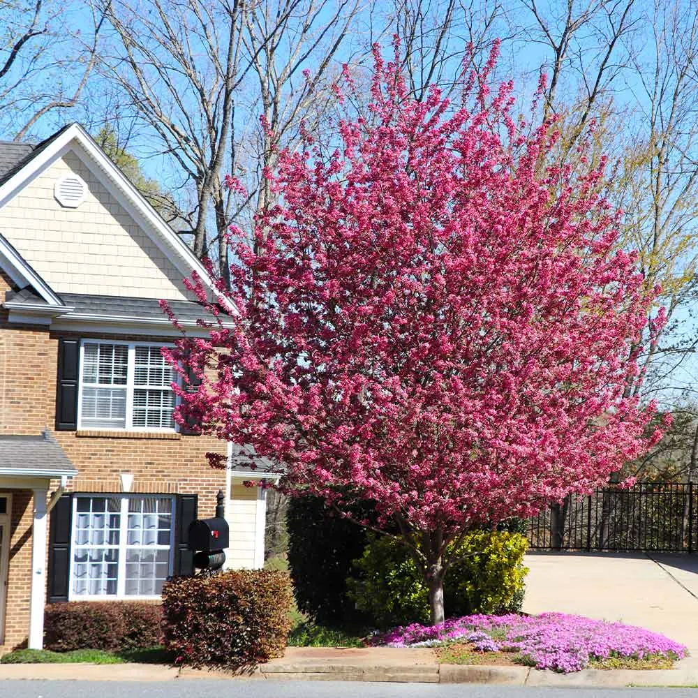 Profusion Crabapple Tree - Ornamental Deciduous Flowering Tree