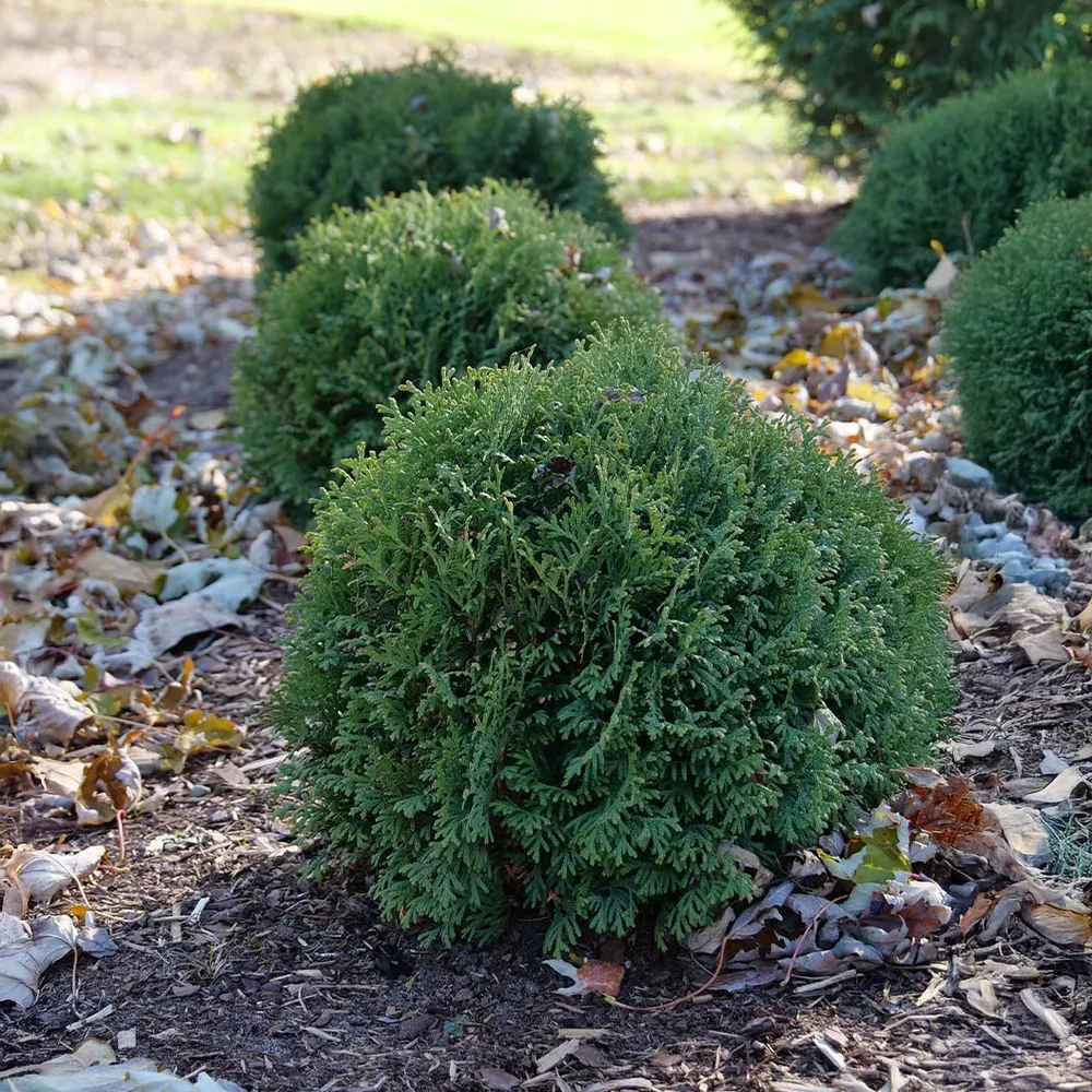 Proven Winners® Tater Tot® Arborvitae - Compact Globe Evergreen Shrub