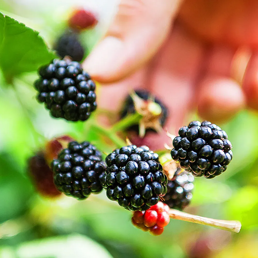 Big Daddy Blackberry Bush - High-Yield Thornless Perennial Fruit Shrub 1
