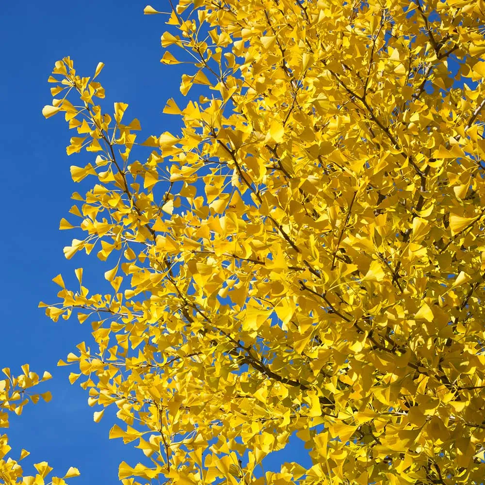 Autumn Gold Ginkgo Tree Decorative Artificial Plant 3