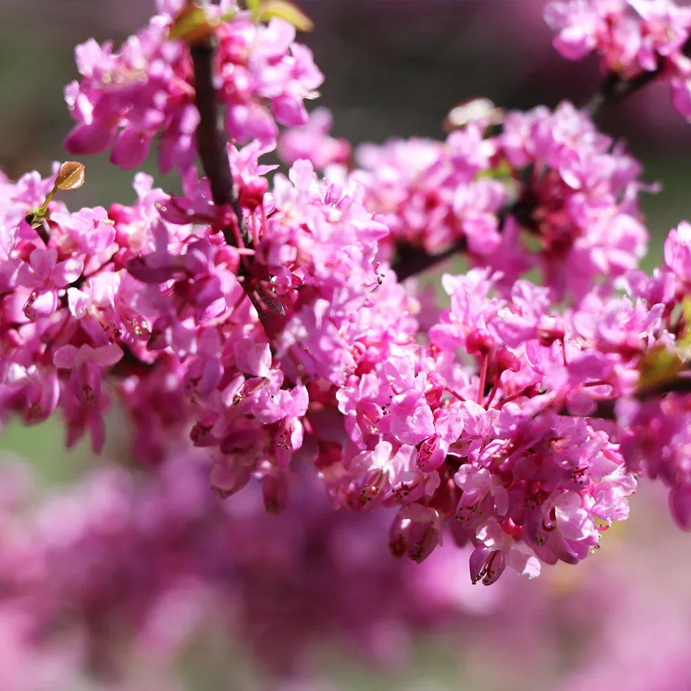 Ace of Hearts Redbud Tree (Cercis canadensis) 3