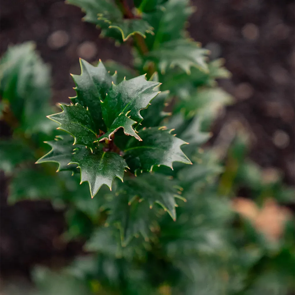 Evergreen Holly Shrub for Garden Landscaping and Privacy Screening 1