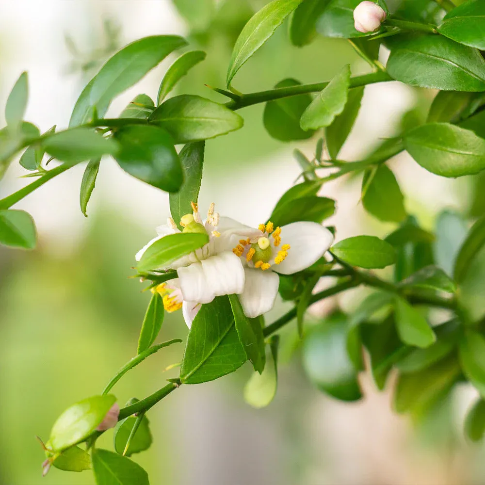 Citrus australasica Finger Lime Sapling for Home Orchard Cultivation 4