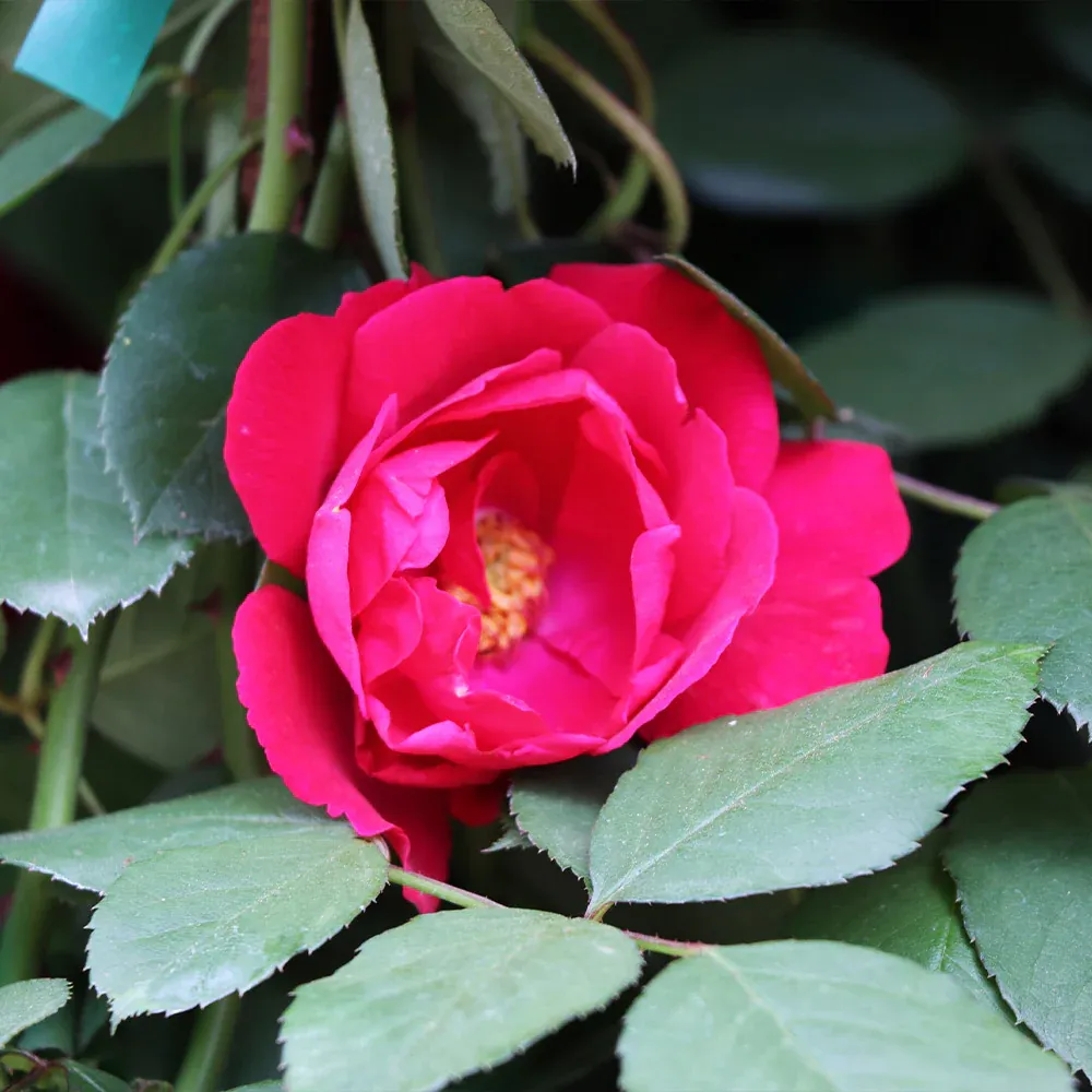 Blaze Improved Climbing Rose Shrub - Vigorous Repeat-Blooming Red Rose 1