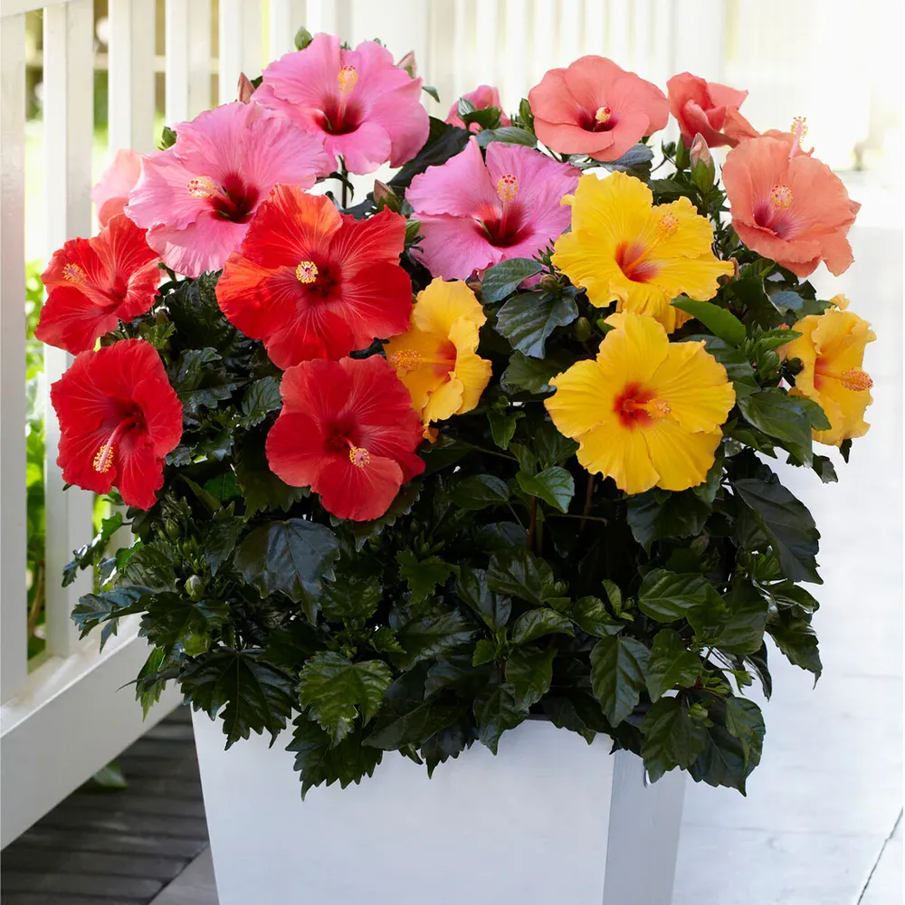 Multi-Color Hibiscus Bush Artificial Tropical Floral Arrangement