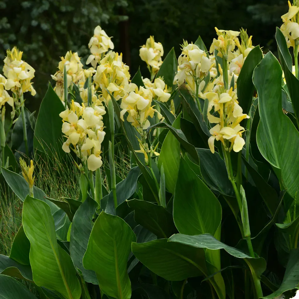 Cannova Yellow Canna Lily Plant - Vibrant Perennial Garden Flower 4