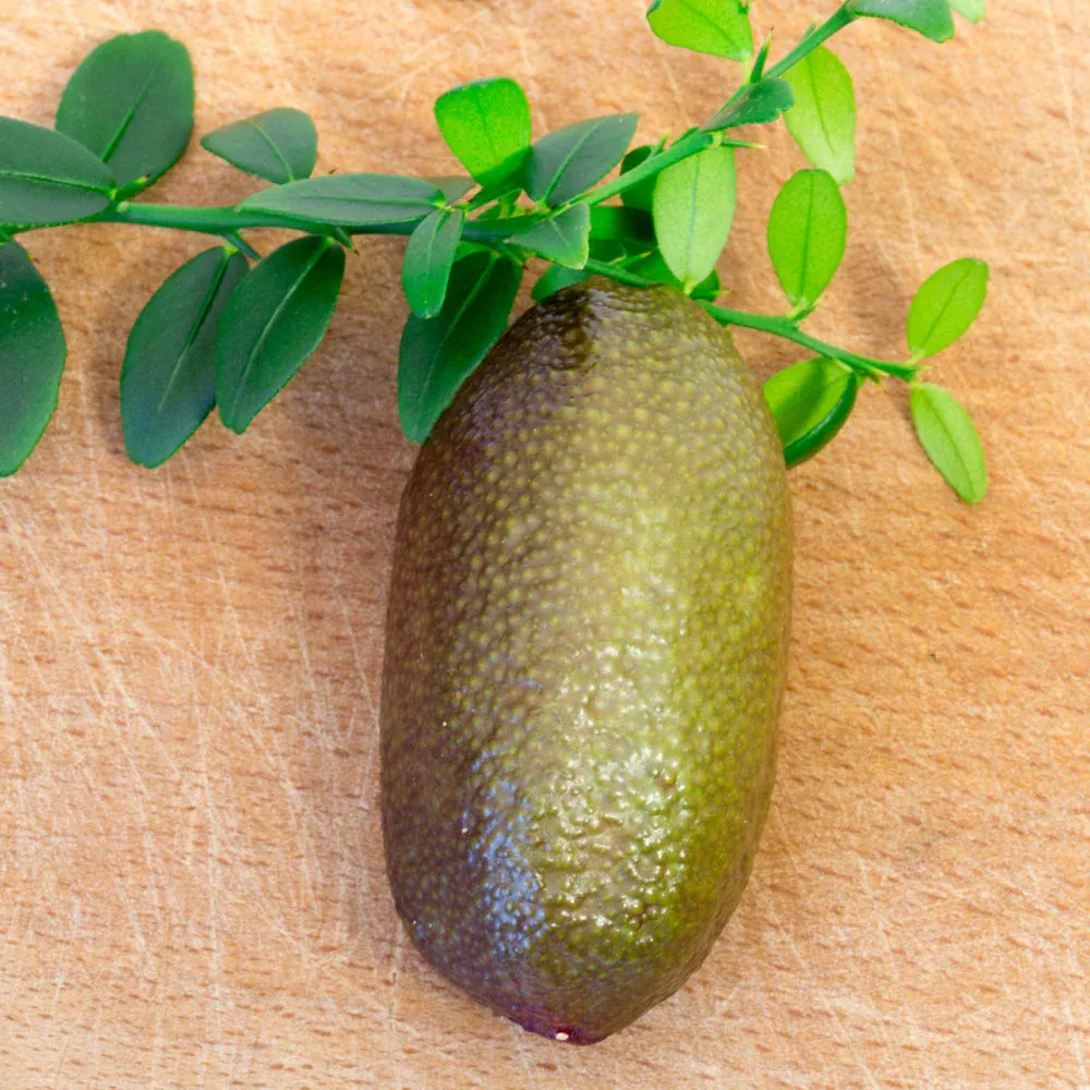 Red Finger Lime (Citrus australasica) Exotic Fruit Tree 2