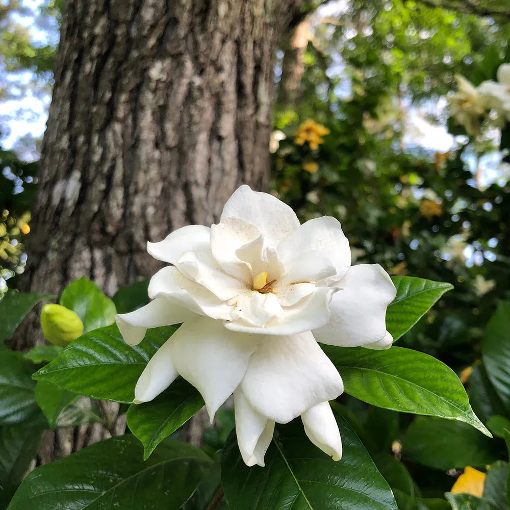 Gardenia 'Veitchii' Fragrant Flowering Evergreen Shrub