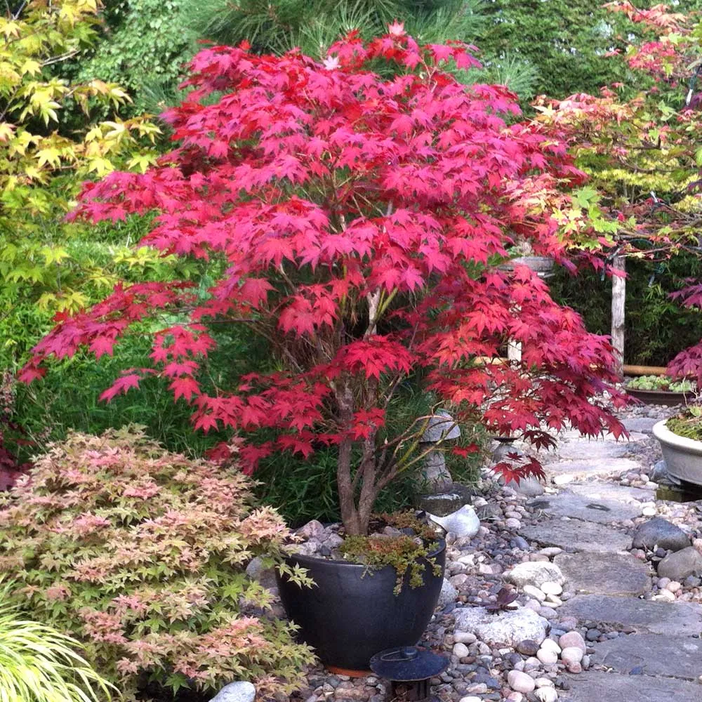 Bloodgood Japanese Maple Tree - Acer palmatum 'Bloodgood'