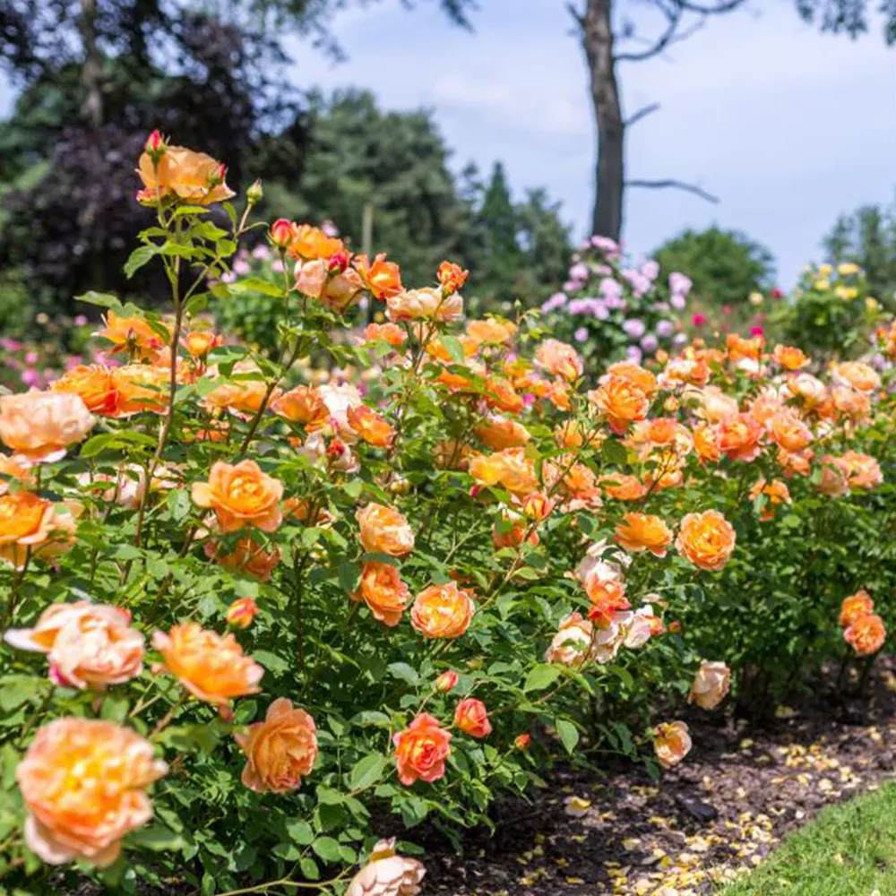 David Austin® Lady of Shalott™ Rose Shrub - Vigorous English Rose Bush 1