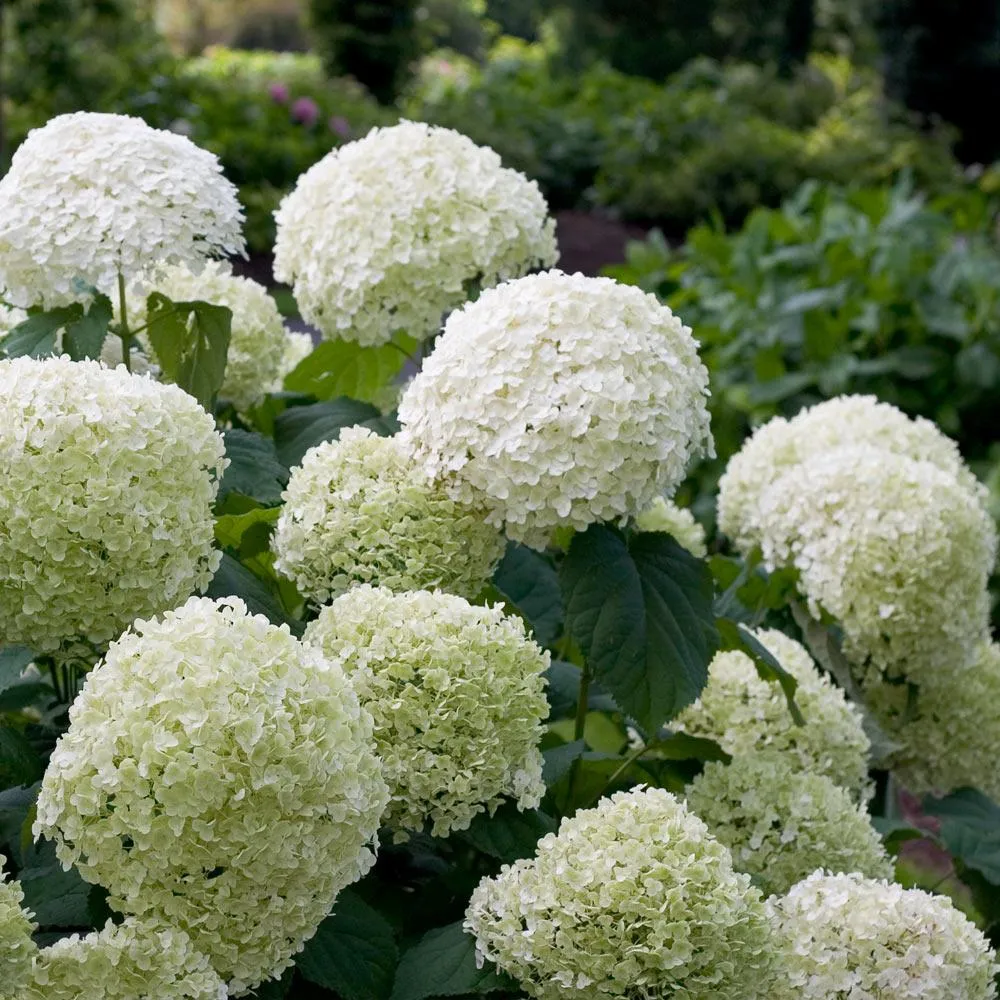 Incrediball® Hydrangea Arborescens - Large White Flowering Shrub
