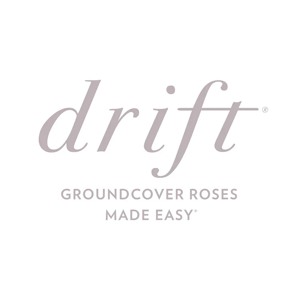 Peach Drift® Rose - Continuous Blooming Groundcover Shrub 3