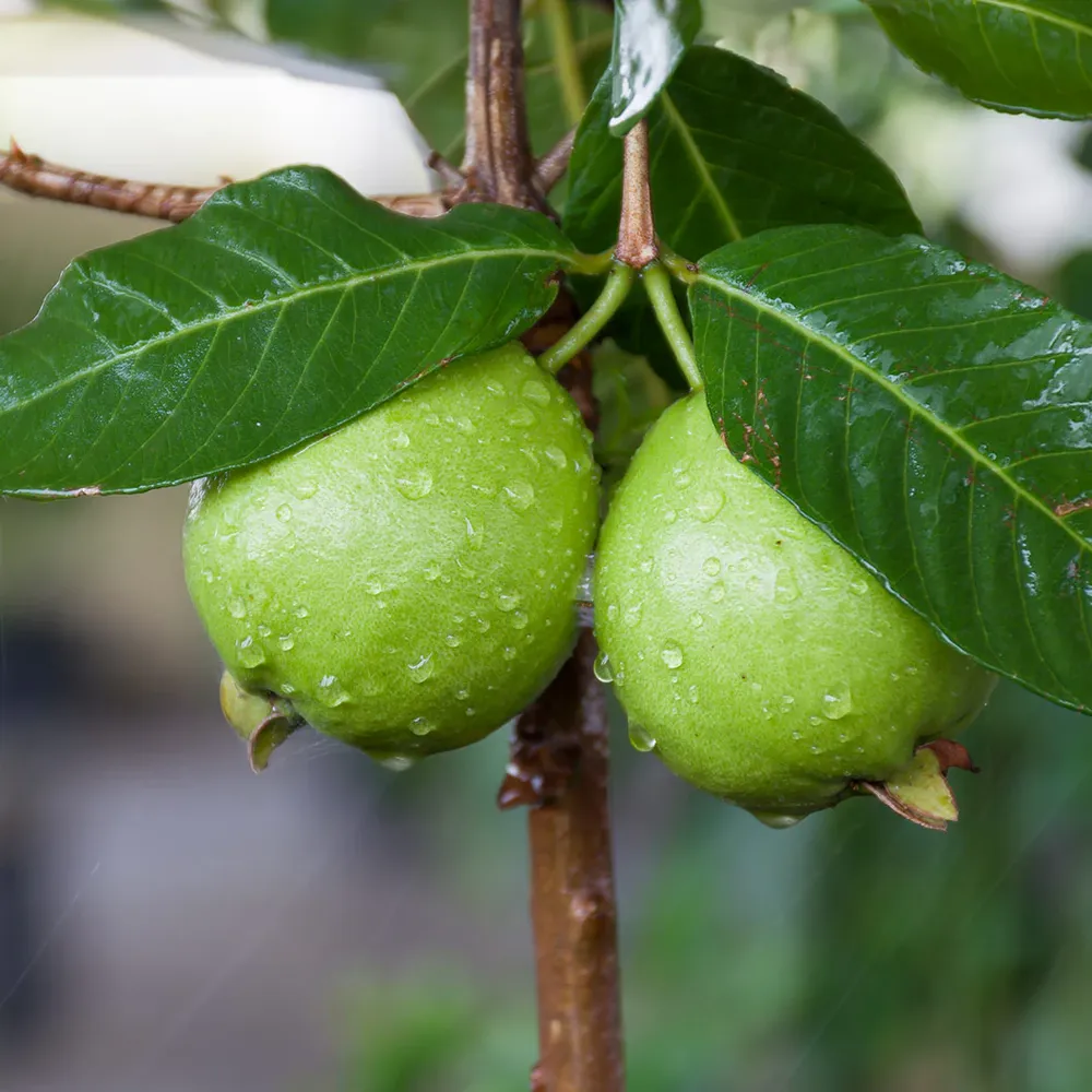Psidium Guajava White Flesh Fruit Tree - Live Potted Specimen 1