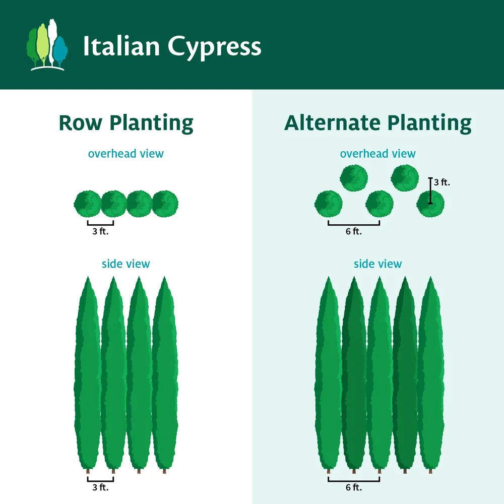 Italian Cypress (Cupressus sempervirens) - Tall Columnar Evergreen for California Landscapes 5