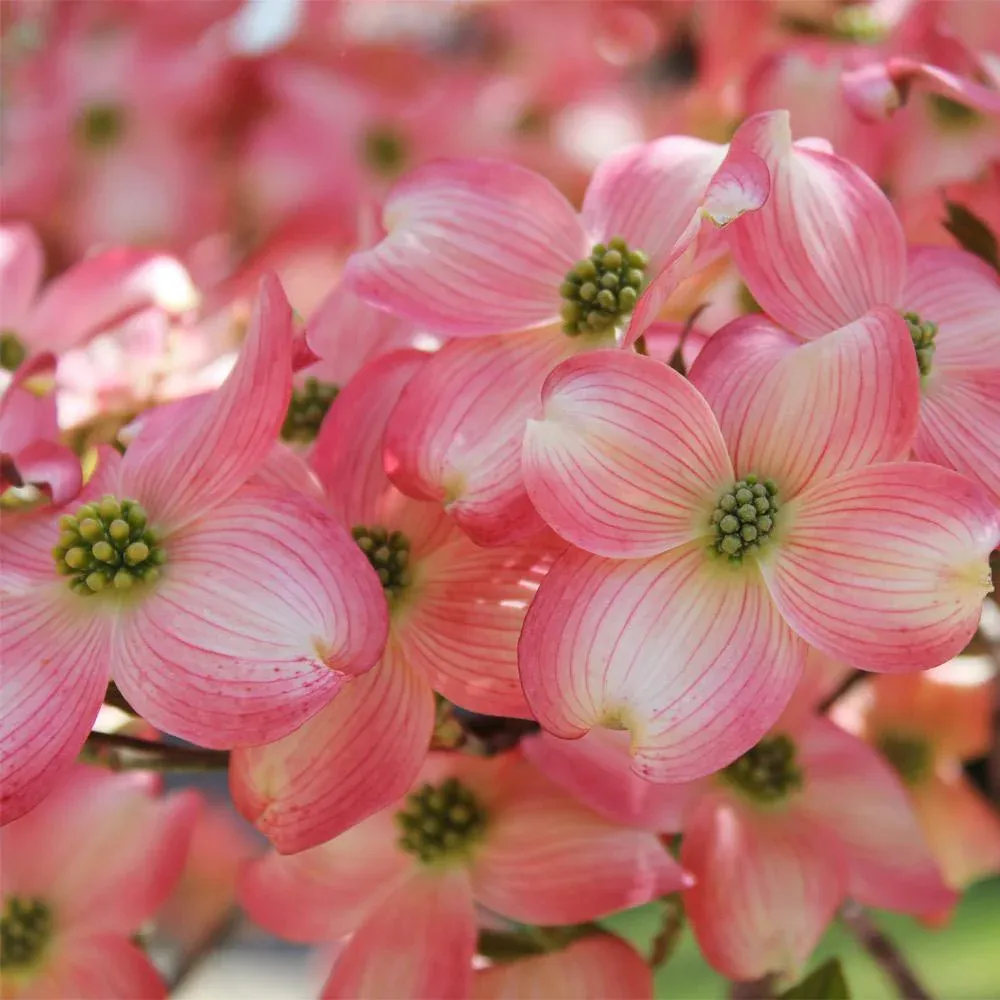 Cherokee Brave Dogwood Tree (Cornus florida) 1