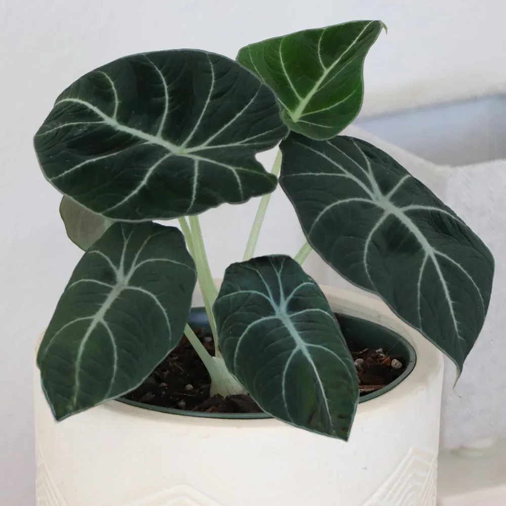 Alocasia Black Velvet - Rare Jewel Alocasia Indoor Potted Plant 2
