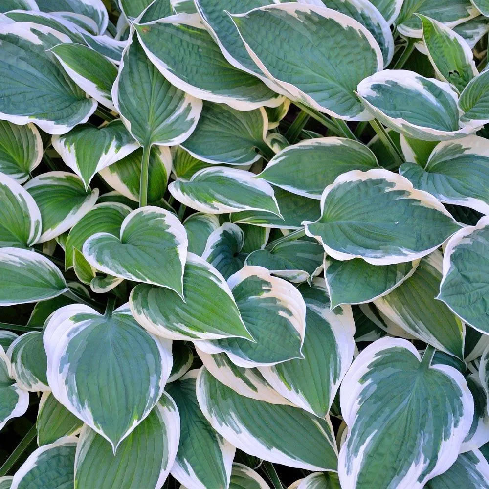 Patriot Hosta Perennial Shade Plant with Variegated Foliage 1