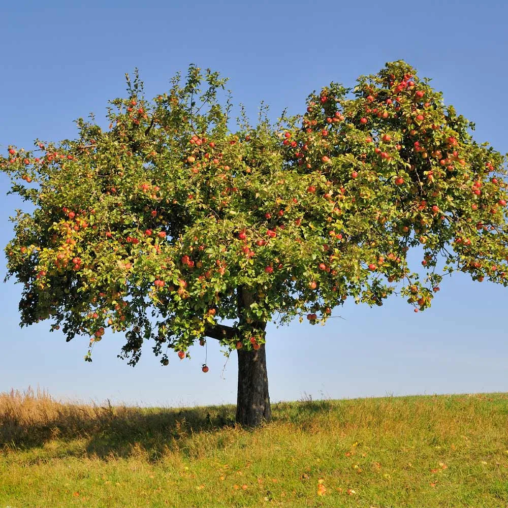 Honeycrisp Apple Tree - Vigorous Fruit-Bearing Sapling for Home Gardens