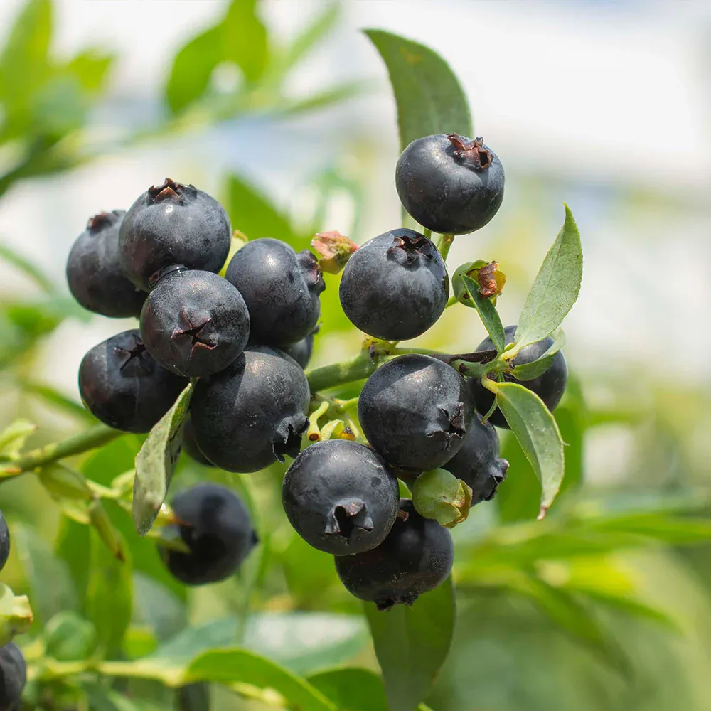 Midnight Cascade Blueberry Trailing Ornamental Fruit Shrub 3