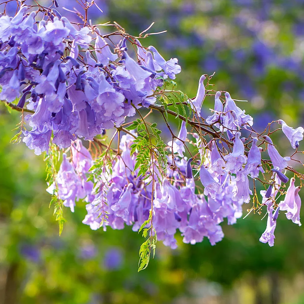 Artificial Jacaranda Tree with Vibrant Purple Blossoms for Indoor Decoration 2