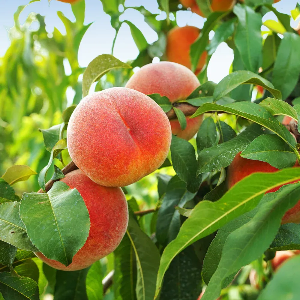June Gold Peach Tree Self-Pollinating Deciduous Fruit Tree 1