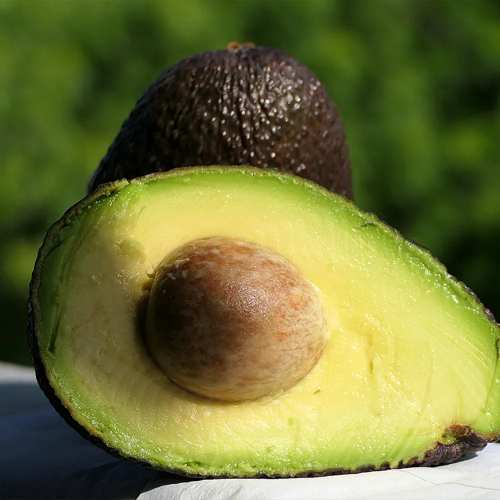 Lamb Hass Avocado Tree - Late-Season Fruit Bearing Variety 1