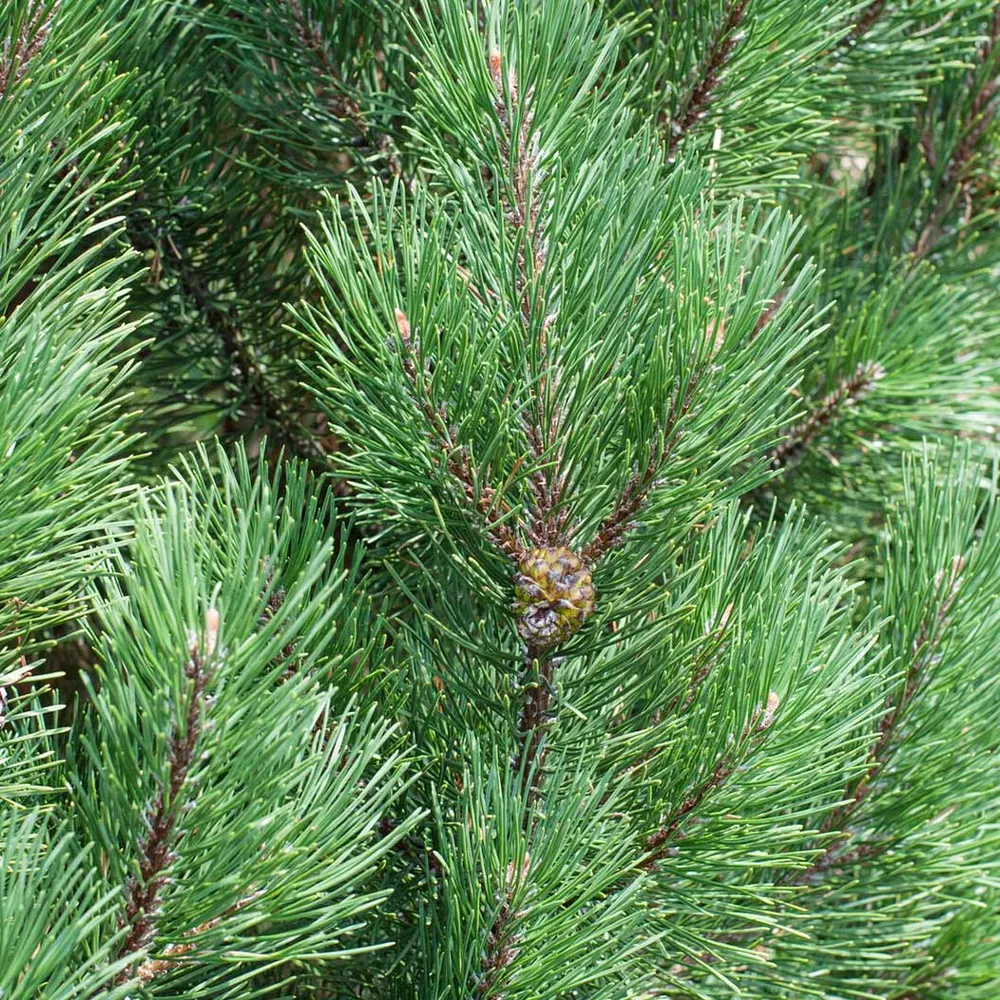 Bosnian Pine Tree (Pinus heldreichii) Ornamental Evergreen Conifer 1