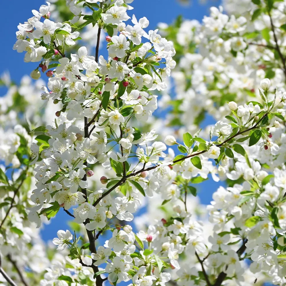 Red Jewel Crabapple Tree - Ornamental Deciduous Flowering Tree 1