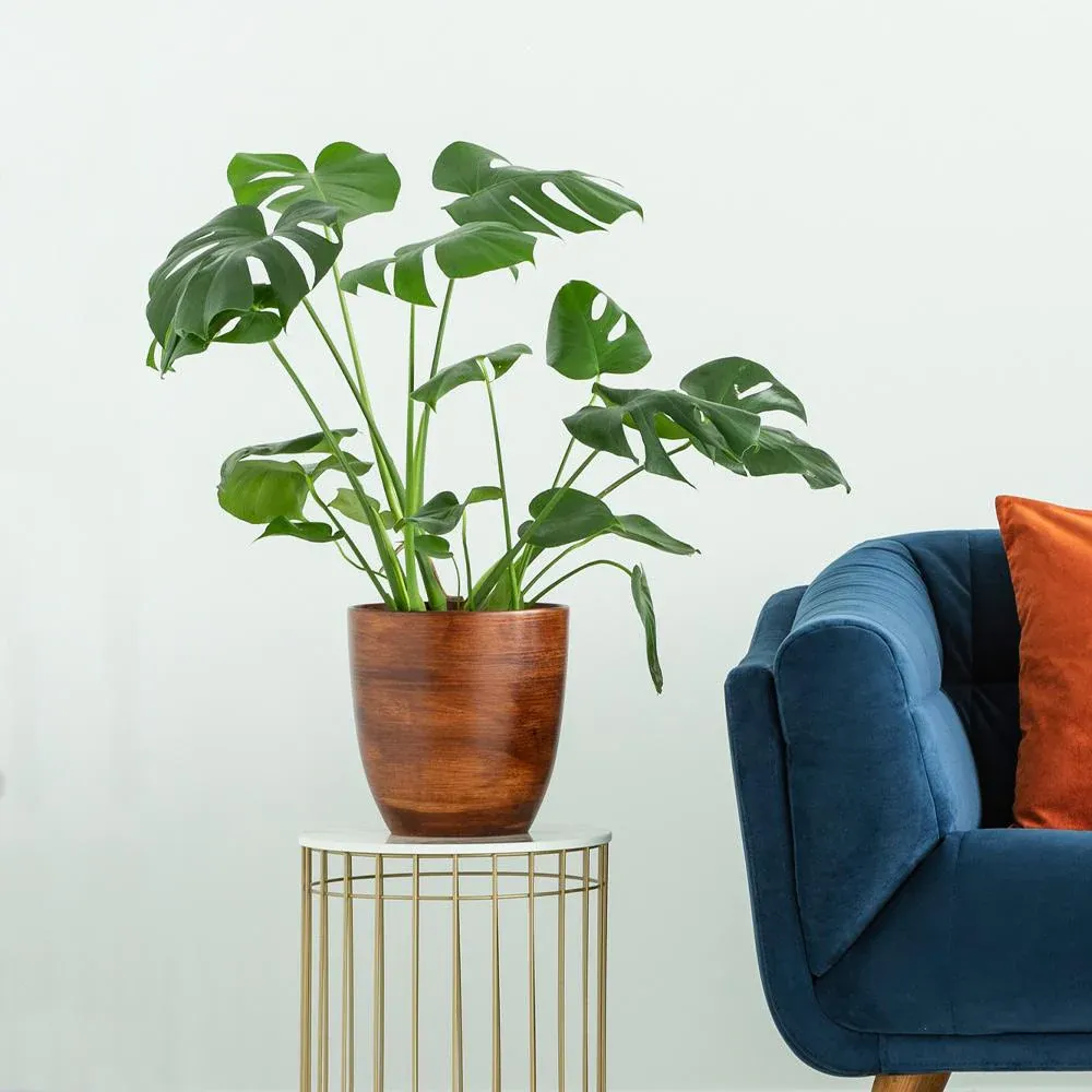 Monstera Deliciosa Swiss Cheese Plant - Tropical Indoor Houseplant 1