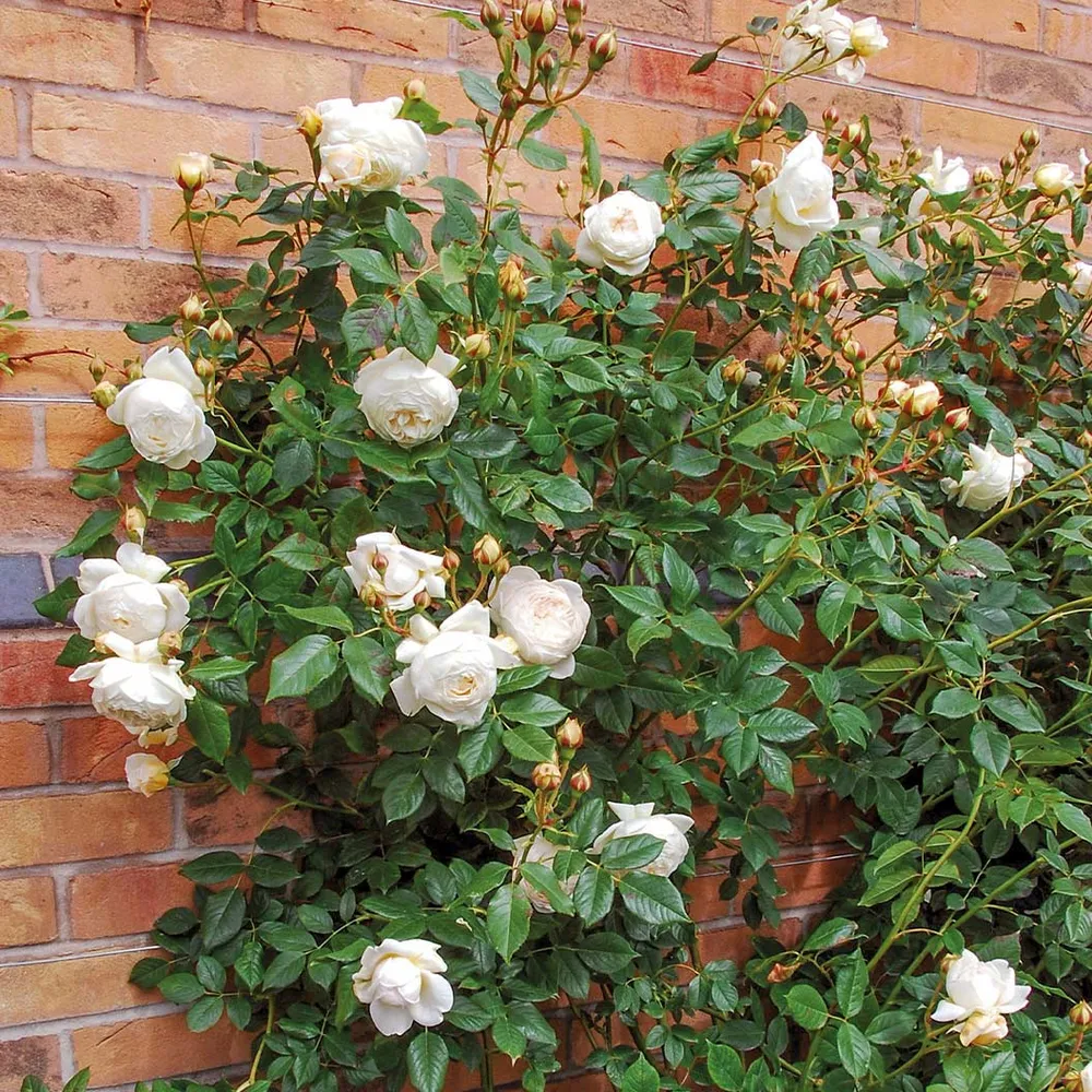 Claire Austin® English Climbing Rose - Pale Cream Fragrant Shrub 1