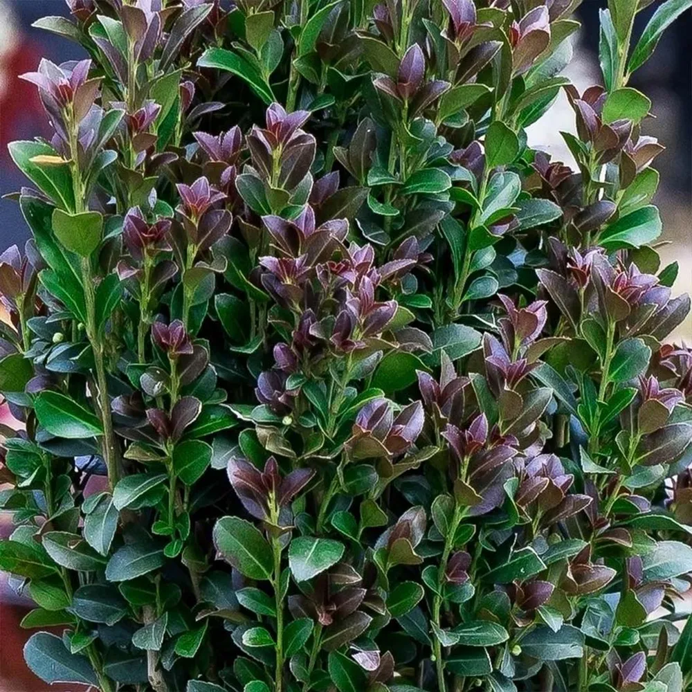 Red Sky Holly Shrub - Evergreen Ornamental Landscaping Plant 1