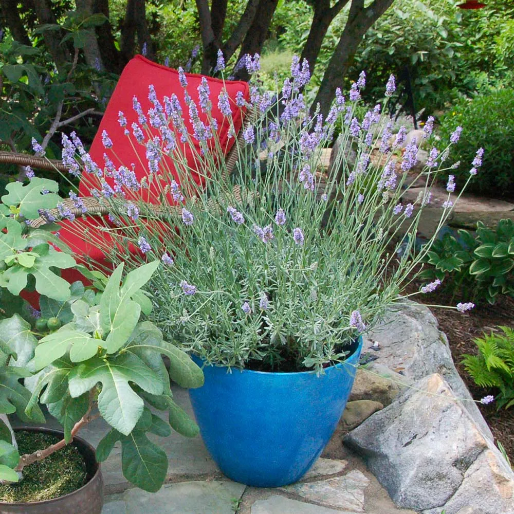 Aromatic Lavender Plant for Indoor and Outdoor Gardening 3