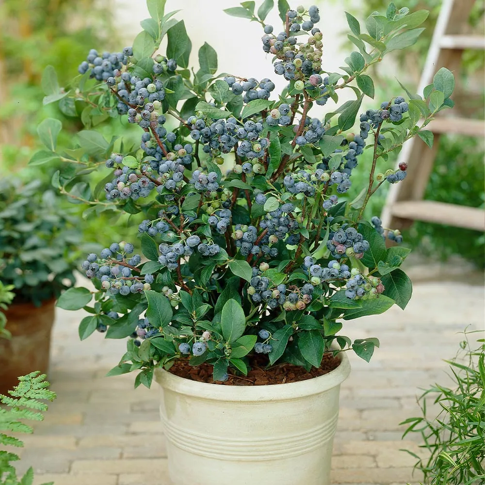 Top Hat Blueberry Bush - Compact Dwarf Variety for Containers