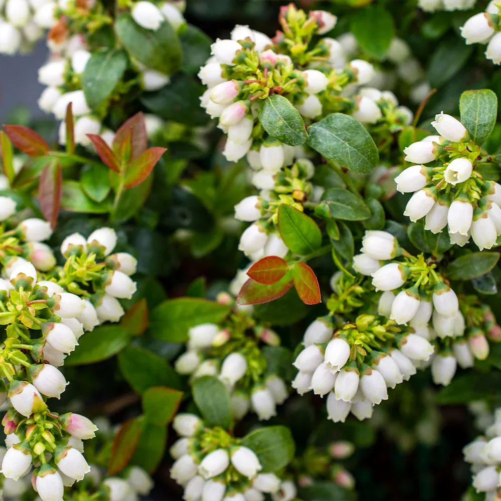 Bushel and Berry® BerryBux® Blueberry - Compact Edible Ornamental Shrub 3