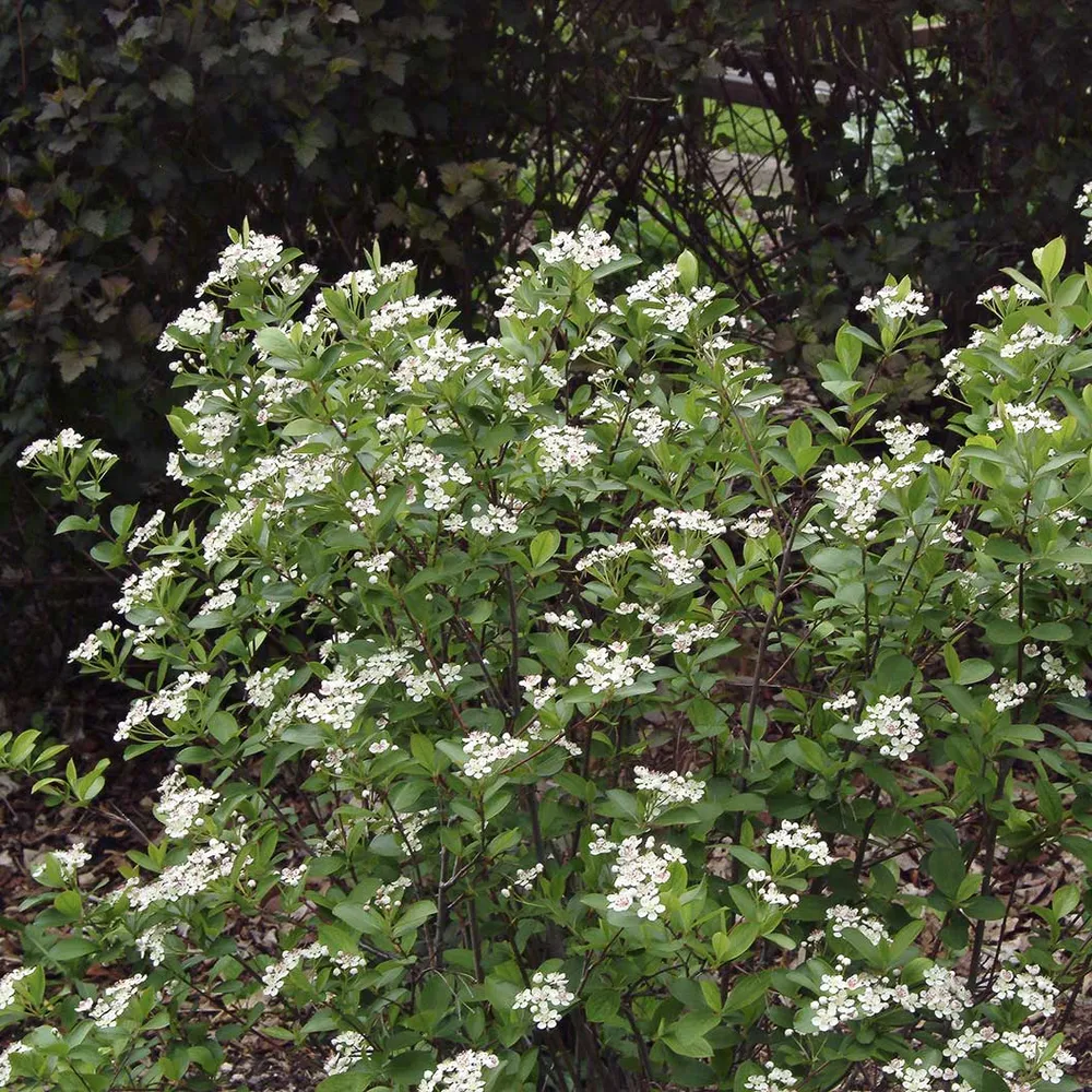 Autumn Magic Black Chokeberry Shrub (Aronia melanocarpa) 1