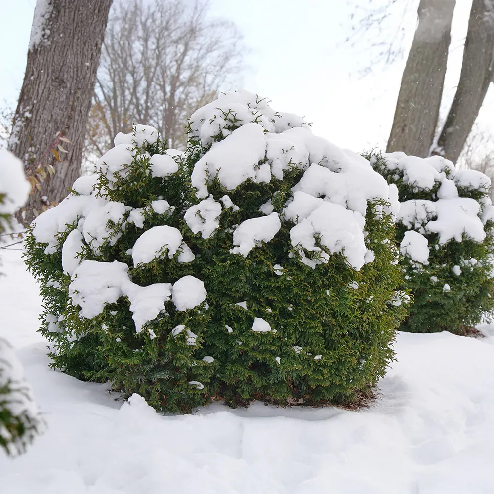 Proven Winners® Tater Tot® Arborvitae - Compact Globe Evergreen Shrub 2