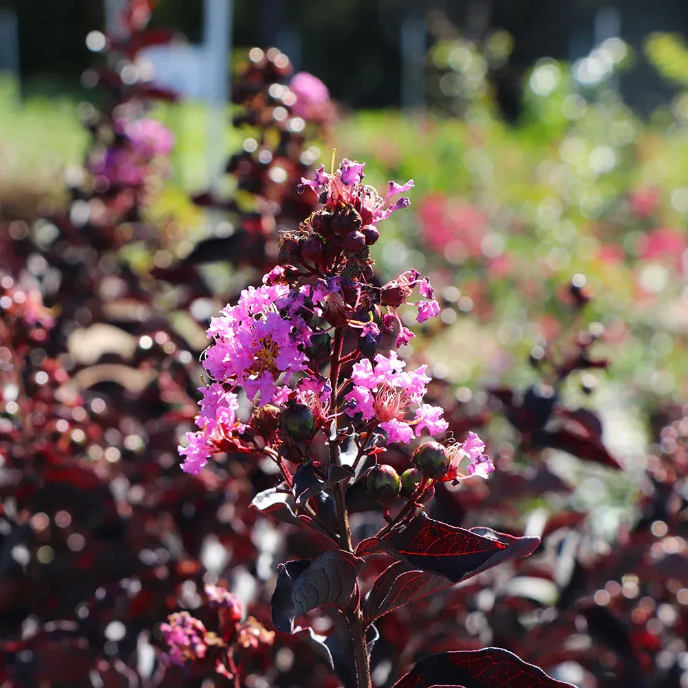 Lavender Blast Crape Myrtle Tree - Vibrant Purple Flowering Deciduous Shrub 2