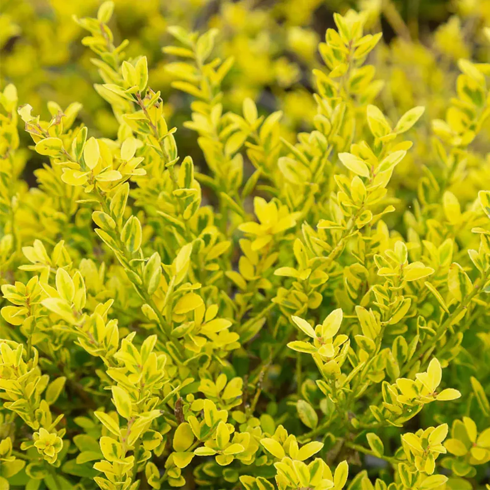 Touch of Gold® Holly Shrub - Variegated Evergreen Garden Plant 2