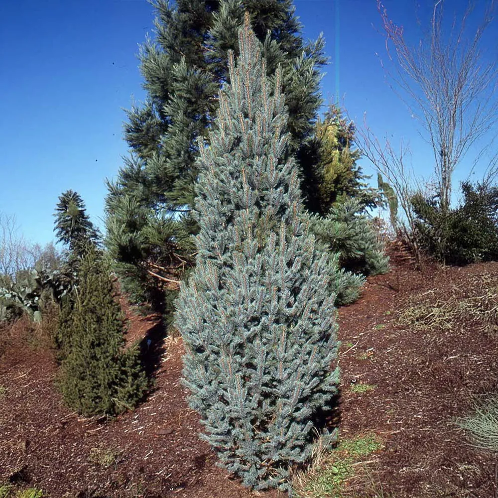 Columnar Colorado Blue Spruce Tree - Narrow Upright Evergreen Conifer 1