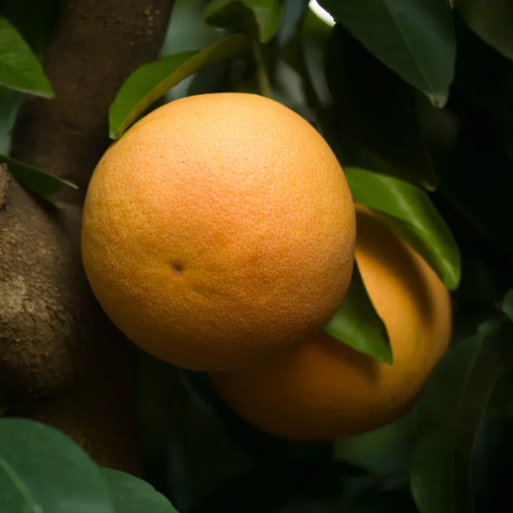 Ray Ruby Grapefruit Tree - Live Citrus Plant for Home Gardening