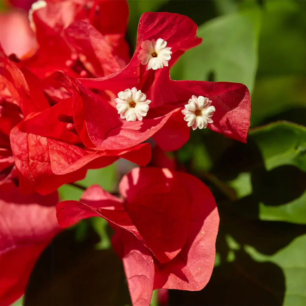 Ruby Red Bougainvillea Flowering Shrub for Outdoor Landscaping 1