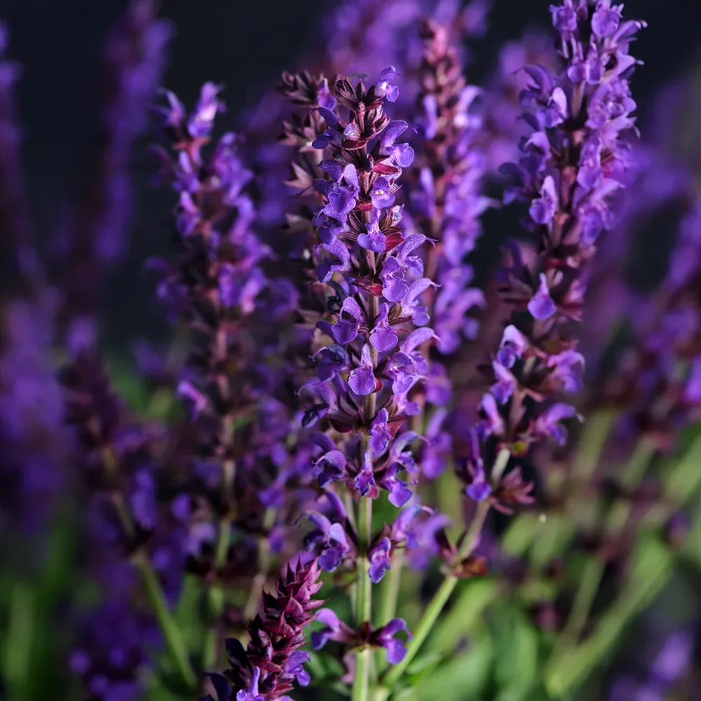 Lyrical™ Blues Salvia Plant - Perennial Flowering Garden Shrub 3