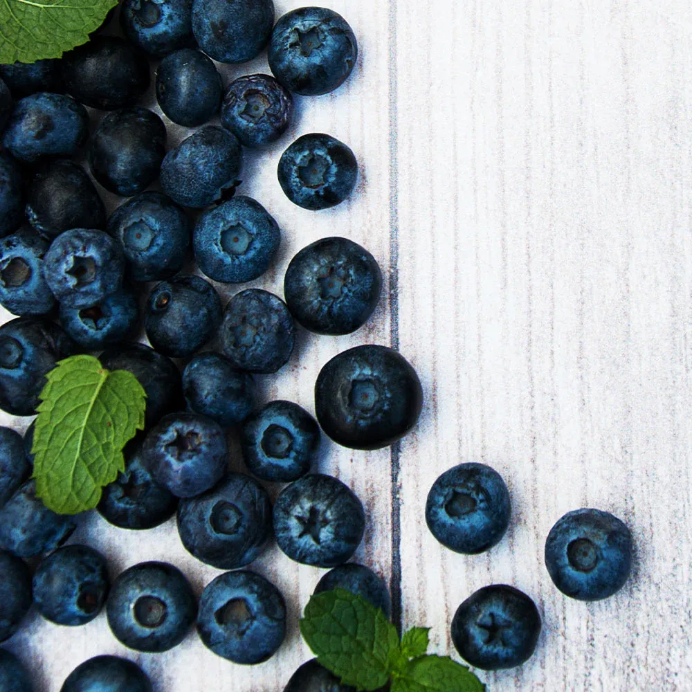 Jewel Blueberry Bush - Northern Highbush Fruit Shrub 1