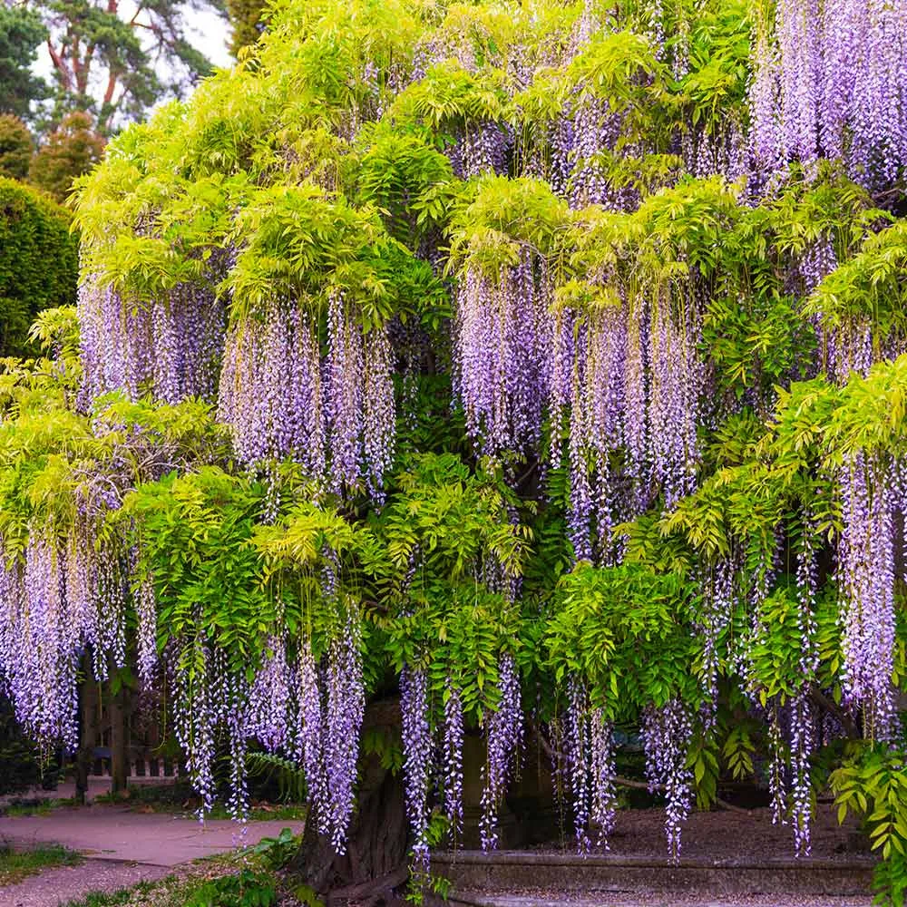 Artificial Wisteria Tree - Realistic Silk Floral Decorative Plant 2